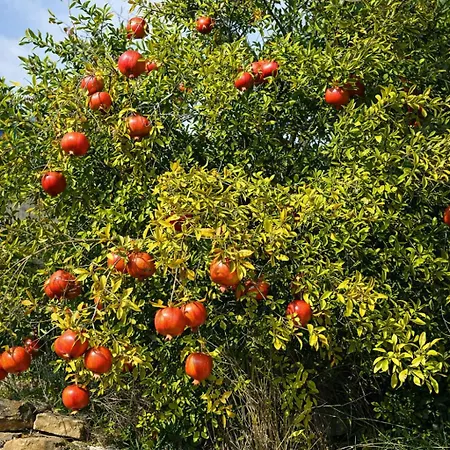 Les Citronniers - Escapade En Sud Ardeche *